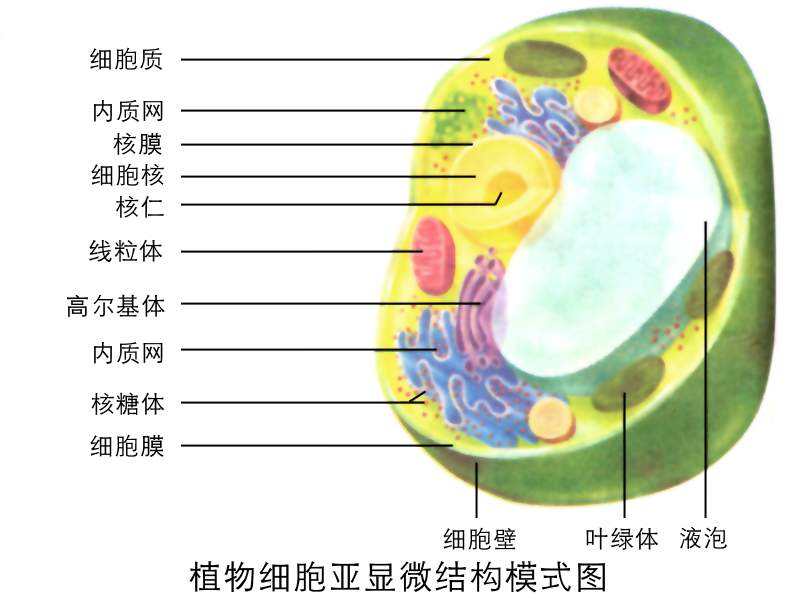 植物细胞圆球体图片