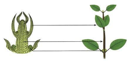 教师资格证生物教案：《植株的生长》